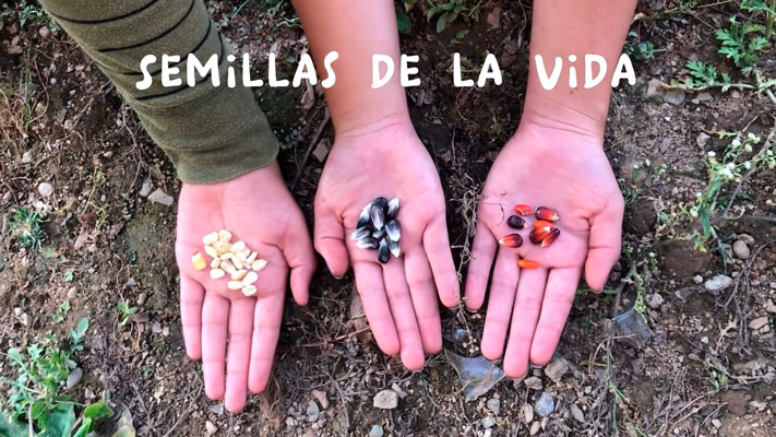 Semillas de la vida